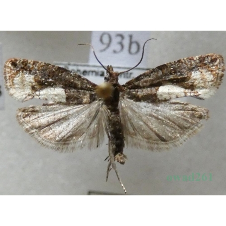 Epinotia trigonella (Linnaeus, 1758) Czech93b